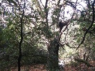 stagno di Serruggeri-Castanea sativa 201011121 036